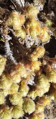 Pimelea sericeovillosa sericeovillosa