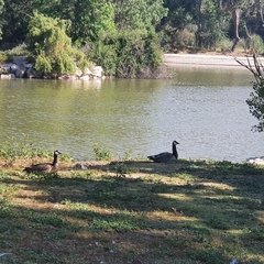 Branta canadensis