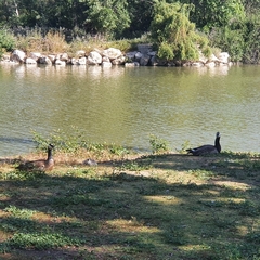 Branta canadensis