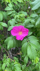 Rosa rugosa