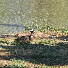 Branta canadensis
