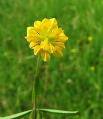 Trifolium patens