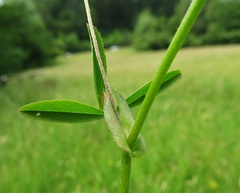 Trifolium patens