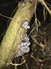 Gerronema waikanaense