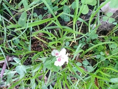 Dianthus barbatus