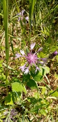 Centaurea