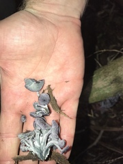 Gerronema waikanaense