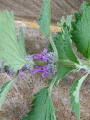 Marrubium leonuroides