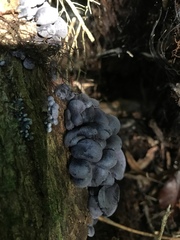 Gerronema waikanaense