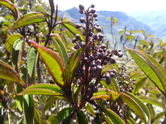 Miconia alpina