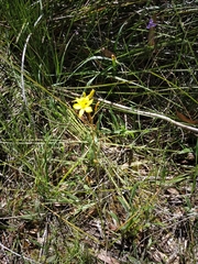 Bulbine semibarbata