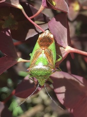 Acanthosoma haemorrhoidale