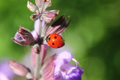 Coccinella septempunctata