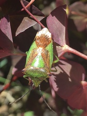 Acanthosoma haemorrhoidale