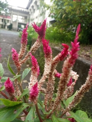 Celosia