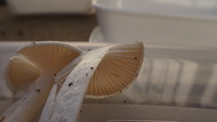 Hygrophorus piceae