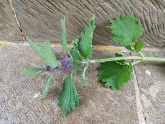 Marrubium leonuroides