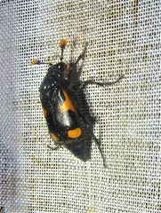 Nicrophorus quadrimaculatus