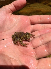 Heleophryne purcelli