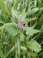 Marrubium leonuroides