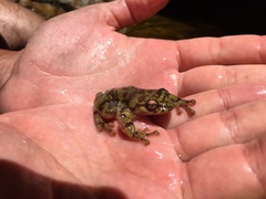 Heleophryne purcelli