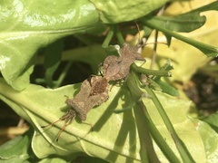Coreus marginatus
