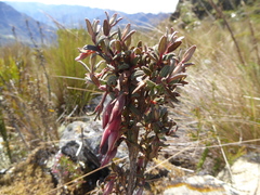 Brachyotum rostratum