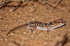 Pachydactylus mariquensis
