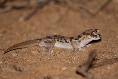 Pachydactylus mariquensis