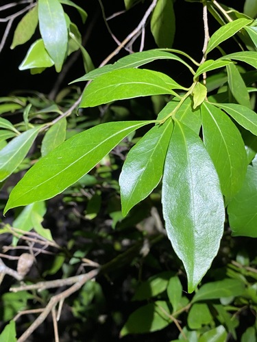 Elaeocarpus obovatus (Elaeocarpus obovatus)