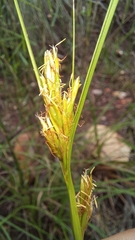 Carex basutorum