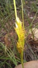 Carex basutorum