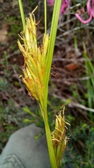 Carex basutorum