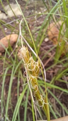 Carex basutorum