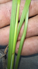 Carex basutorum