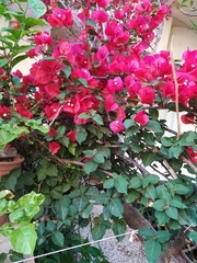 Bougainvillea