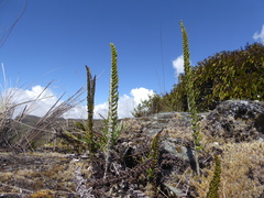 Polystichum cochleatum