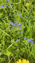 Veronica chamaedrys