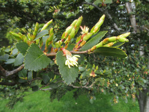Nothofagus betuloides (Nothofagus betuloides)