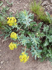 Euphorbia stepposa