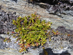 Muehlenbeckia volcanica