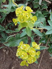 Euphorbia stepposa