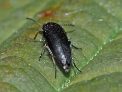 Anaspis rufilabris