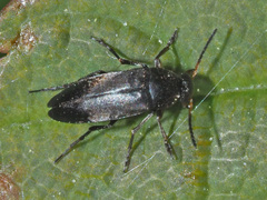 Anaspis rufilabris