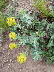Euphorbia stepposa