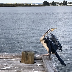 Anhinga novaehollandiae