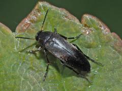 Anaspis rufilabris