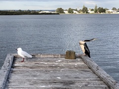 Anhinga novaehollandiae