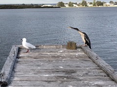 Anhinga novaehollandiae