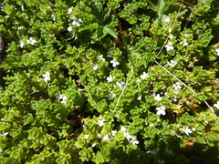 Clinopodium nubigenum